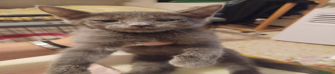 Certosino Gattino 3