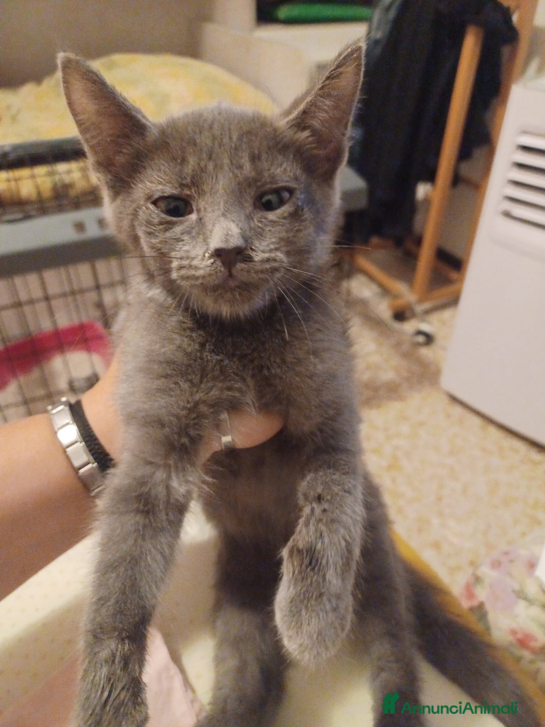 Certosino gatti in vendita: Gattini certosini  a Città metropolitana di Milano - Immagine 1