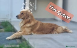 Golden Retriever cani in vendita: Cuccioli Golden Retriver Americani 100% a Provincia di Lucca - Immagine 4