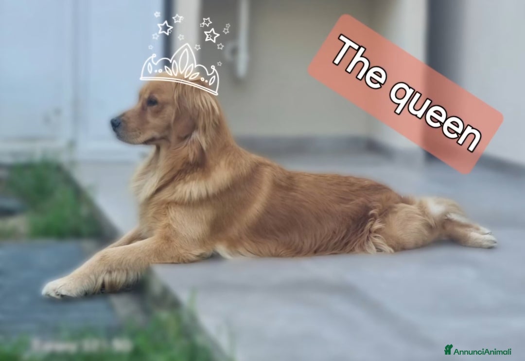 Golden Retriever cani in vendita: Cuccioli Golden Retriver Americani 100% a Provincia di Lucca - Immagine 4