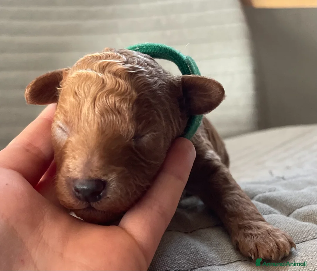 Barboncino Toy cani in vendita: Splendidi cuccioli Barboncino Toy RED a Provincia di Perugia - Annuncio 5