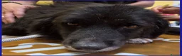 Meticcio cani in regalo: ERAORA, TENERA VECCHIETTA 9 ANNI HA ASPETTATO TUTT - Annuncio 13