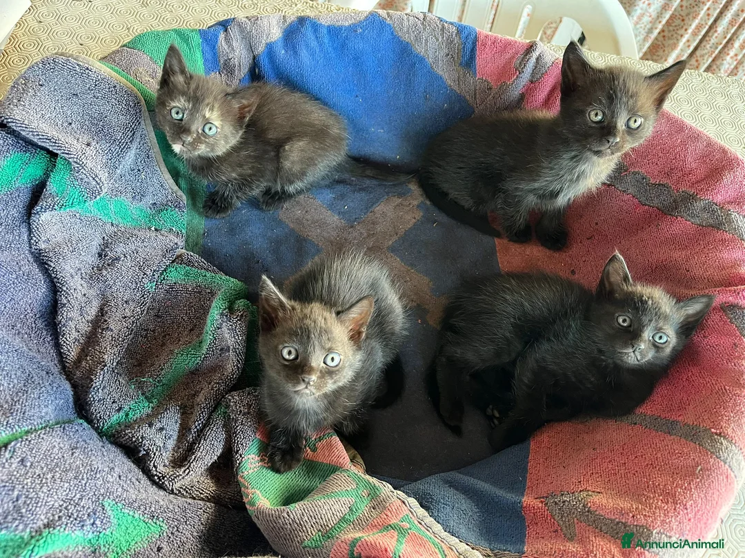 Europeo gatti in regalo: quattro gattini neri di due mesi - Annuncio 1