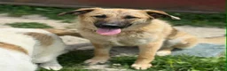 Meticcio cani in regalo: ANNIE, intelligenza da Pastore, cuore da coccolona - Annuncio 7