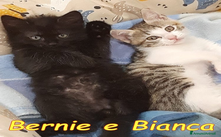 Europeo gatti a Provincia di Alessandria - Annuncio 20