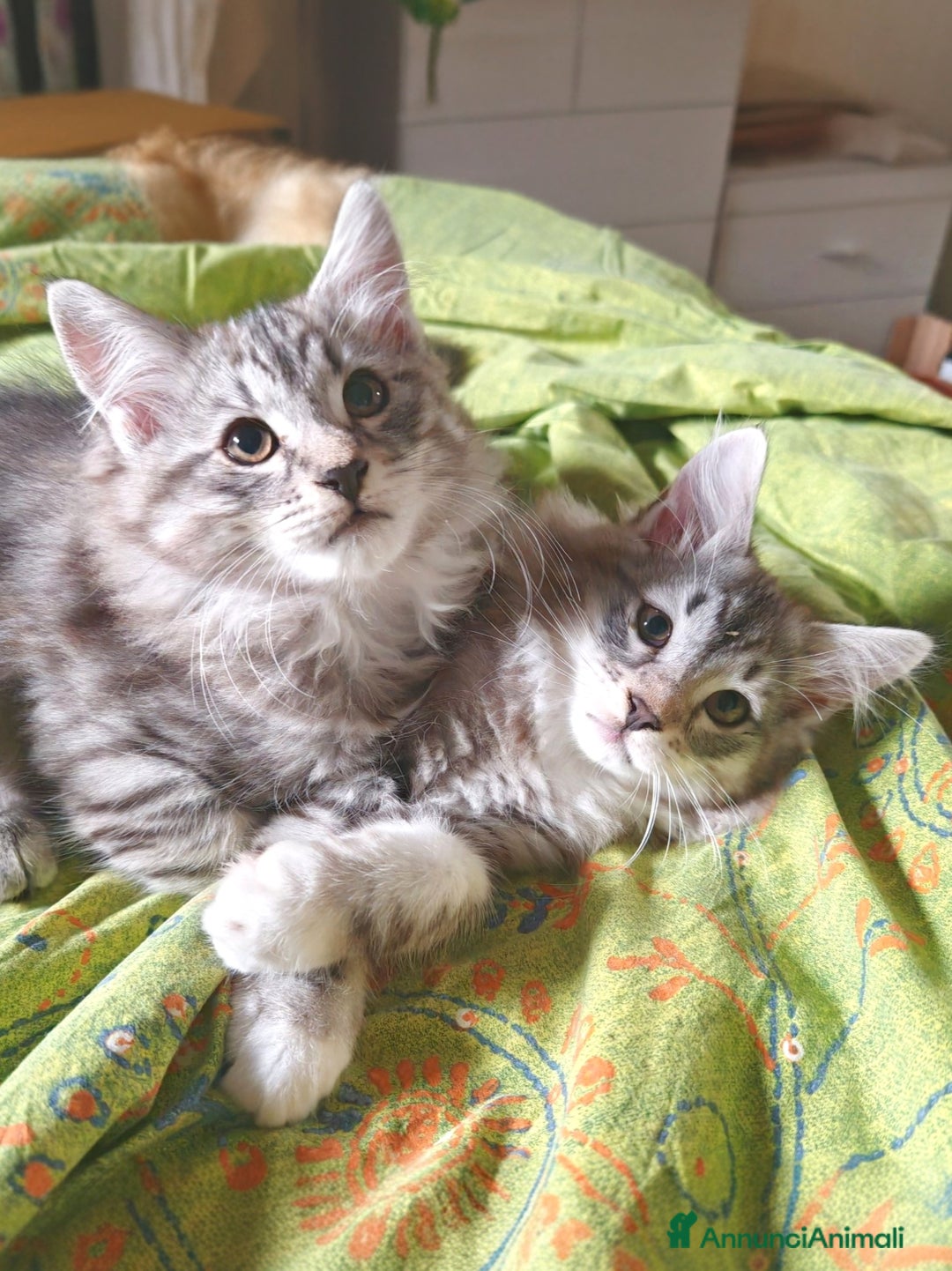 Siberiano gatti in vendita: Cuccioli di gatto siberiano ipoallergenici  - Annuncio 2