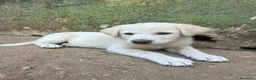 Meticcio cani in regalo: Luce cerca casa 💞 - Annuncio 8
