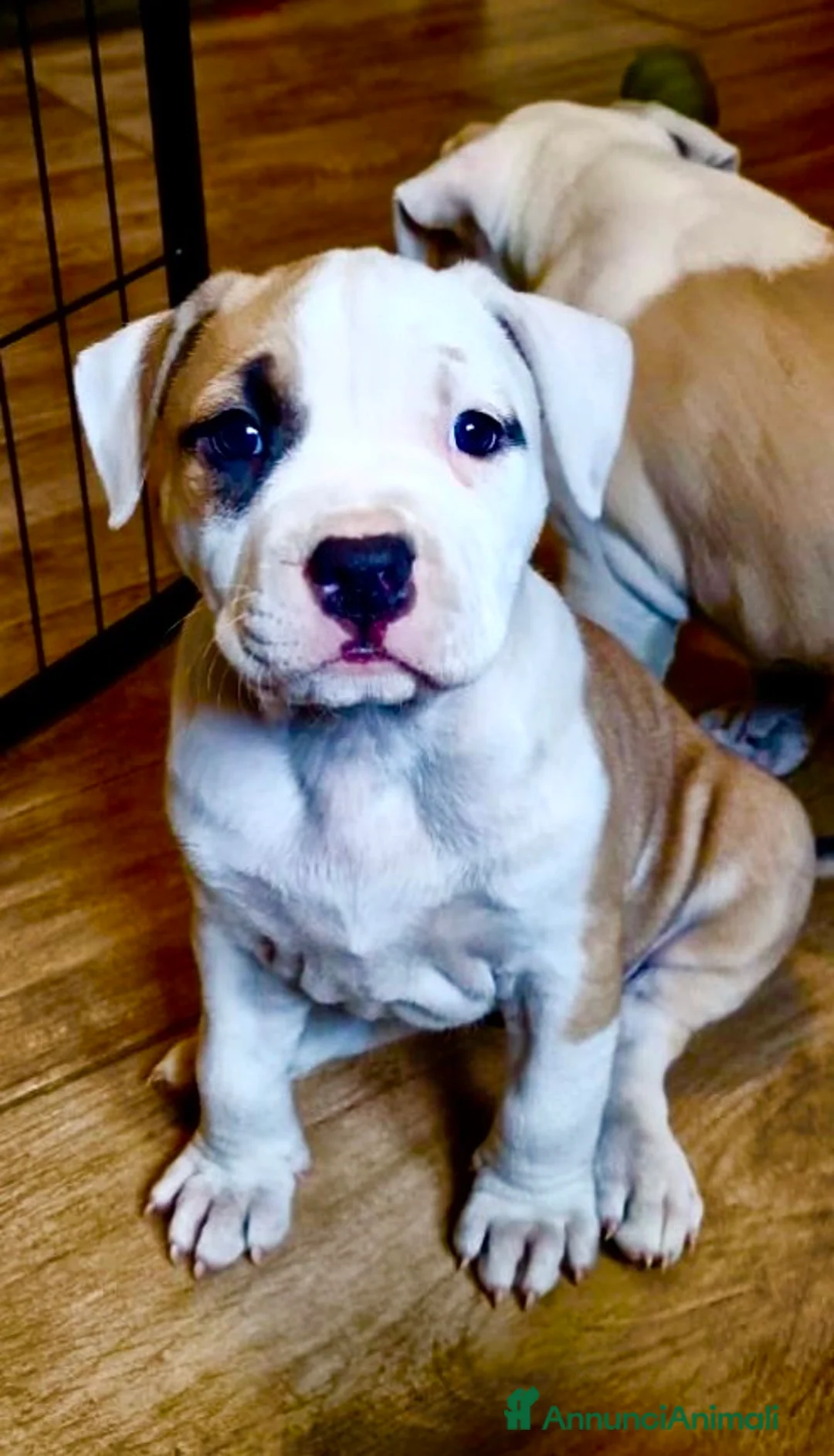 American Staffordshire cani in vendita: Cuccioli di amstaff disponibili - Annuncio 2