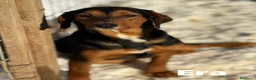 Meticcio cani in regalo: ERA, cucciolona tanto coccolona! Cerca famiglia - Annuncio 6