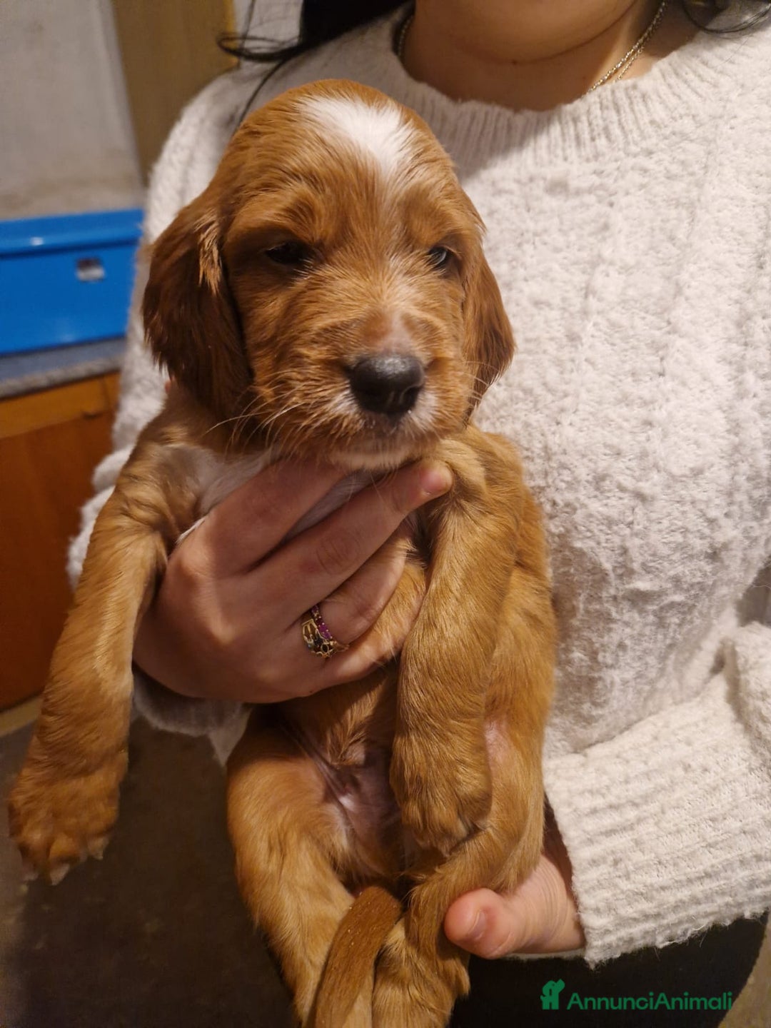 Setter Irlandese cani in vendita: Cuccioli di Setter Irlandese - Annuncio 6