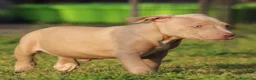 Pitbull cani in vendita: Cuccioli Pit Bull con Pedigree anche a rate  - Annuncio 15