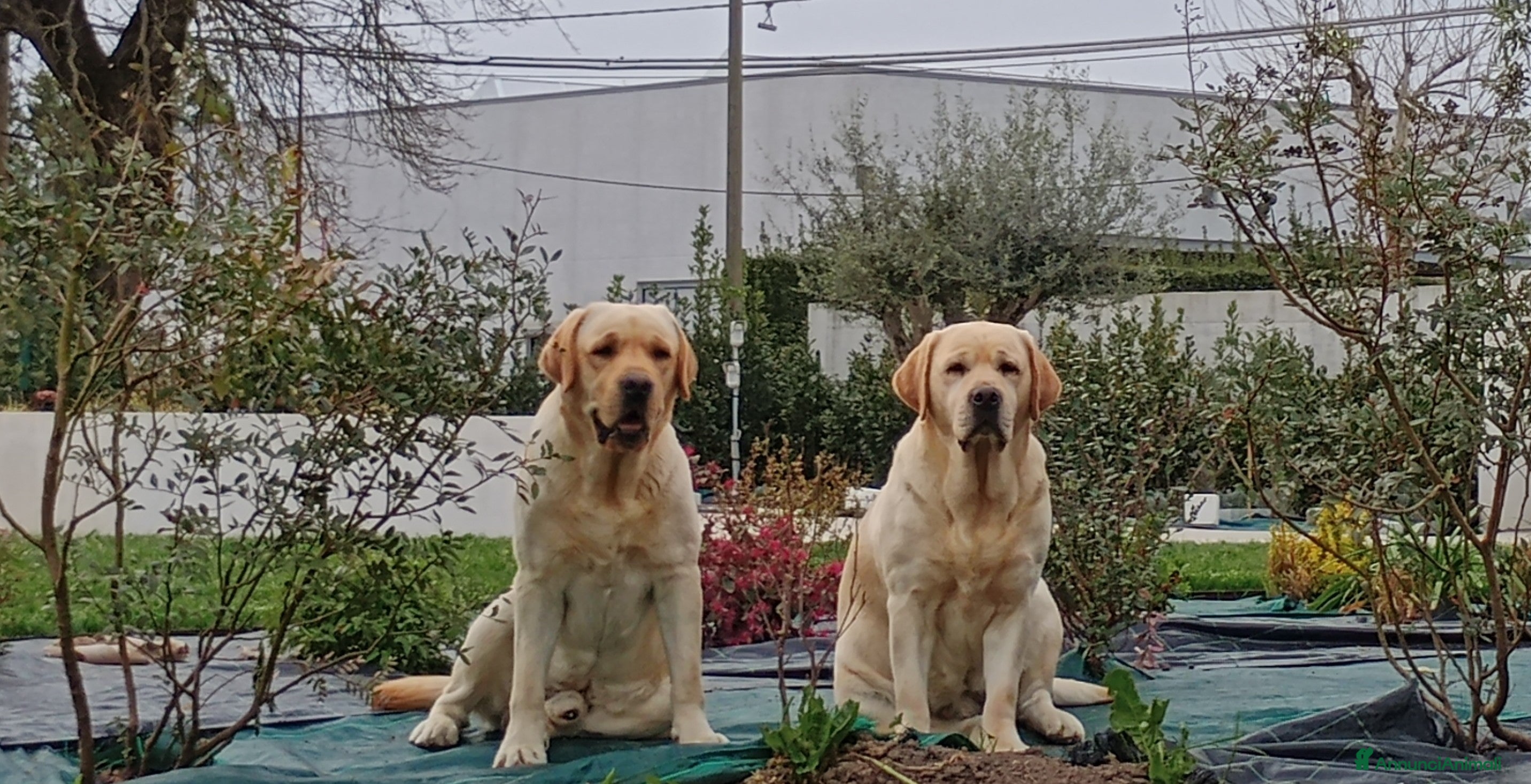 Labrador cani Cuccioli Labrador Retriever gialli con pedigree  - Annuncio 1