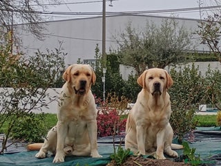 Labrador cani Cuccioli Labrador Retriever gialli con pedigree - Annuncio 1