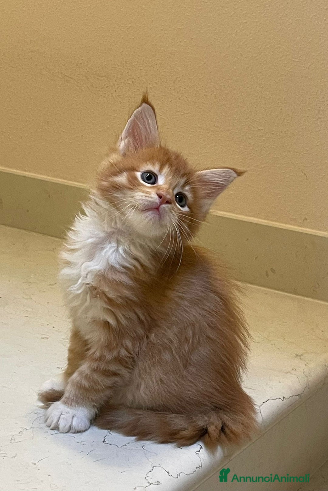 Maine Coon gatti in vendita: Cuccioli di Maine Coon - Annuncio 18