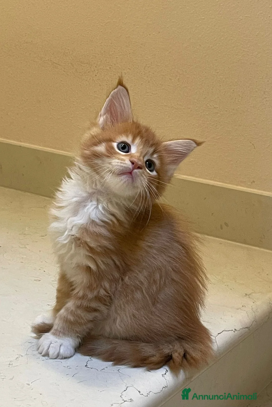 Maine Coon gatti in vendita: Cuccioli di Maine Coon - Annuncio 18