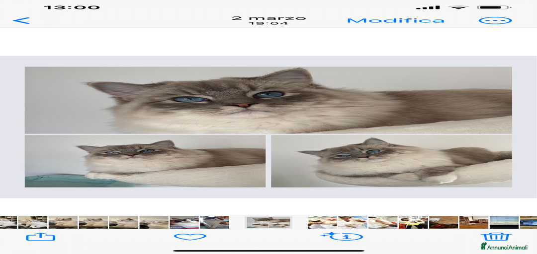 Immagine della galleria {{count}}