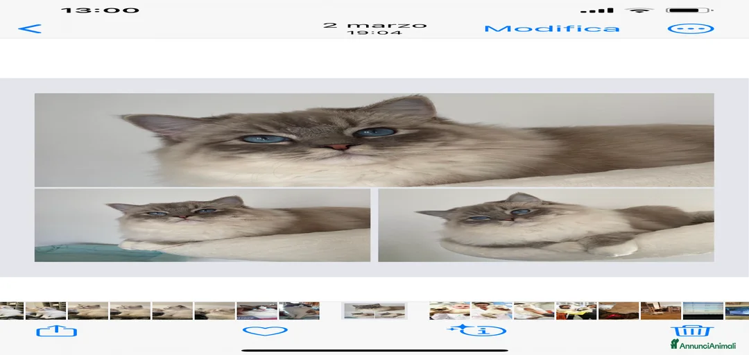 Immagine della galleria {{count}}