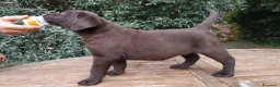 Altre razze gatti in vendita: Cuccioli Labrador Retriver - Annuncio 3