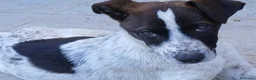 Meticcio cani in regalo: Macchia - Annuncio 7