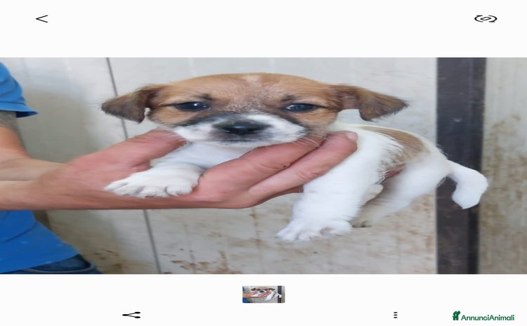 Jack Russell cani a Provincia di Pescara - Annuncio 4