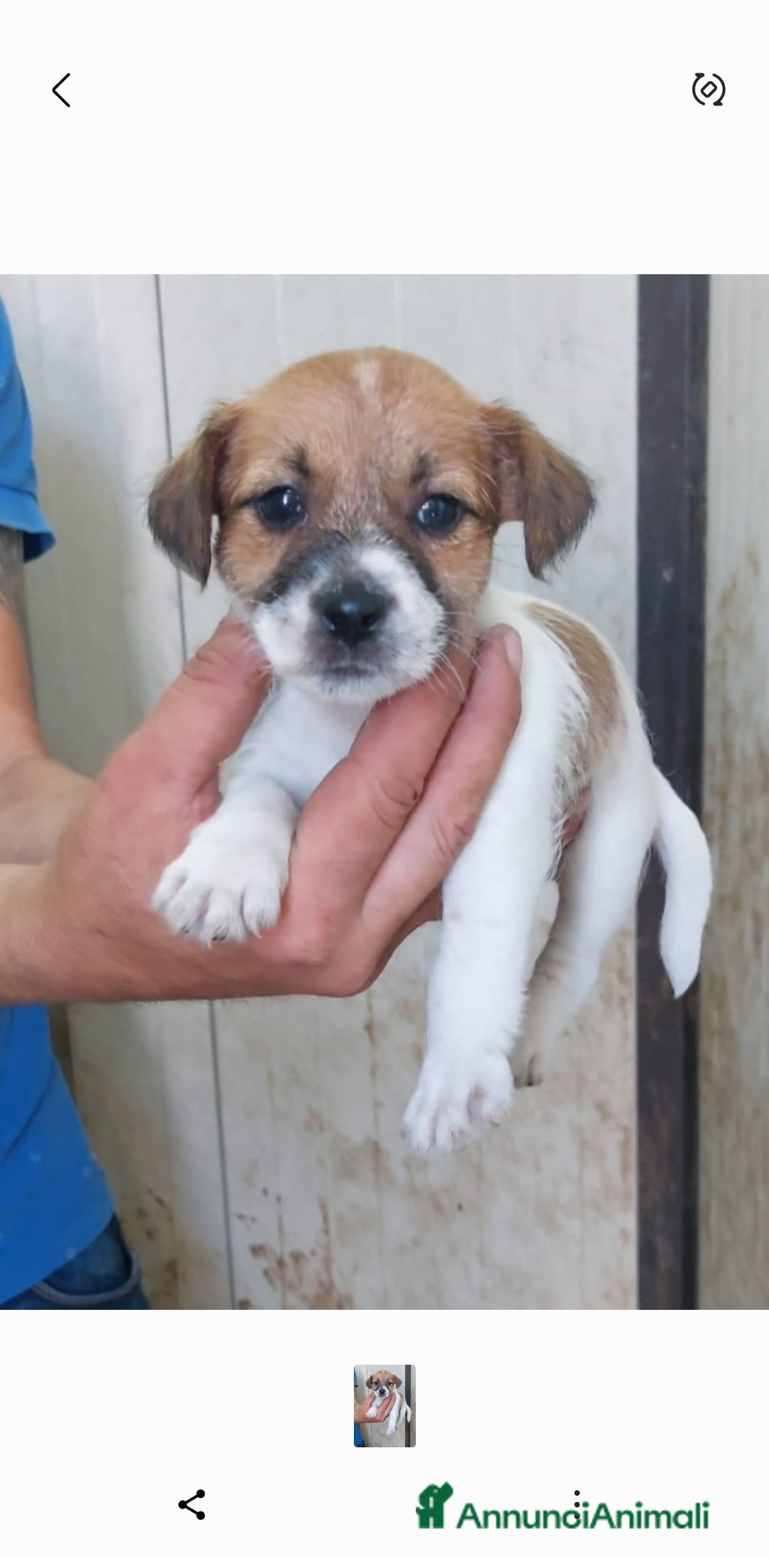 Jack Russell cani in vendita: Jack russell cuccioli  a Provincia di Pescara - Immagine 1