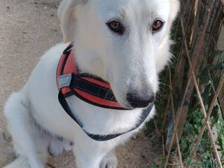 Meticcio cani IL TENERO DEMYR - Annuncio 19