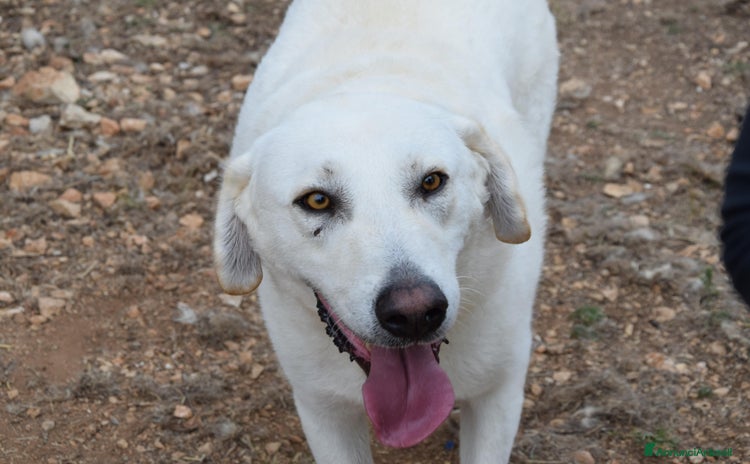 Meticcio cani - Annuncio 8