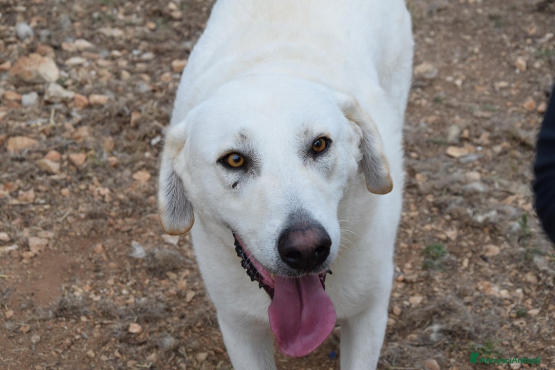 Meticcio cani in regalo: Luciano 4 anni affettuoso e coccolone - Annuncio 1