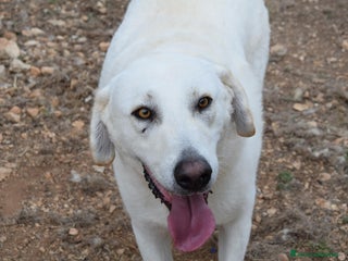 Meticcio cani Luciano 4 anni affettuoso e coccolone - Annuncio 27