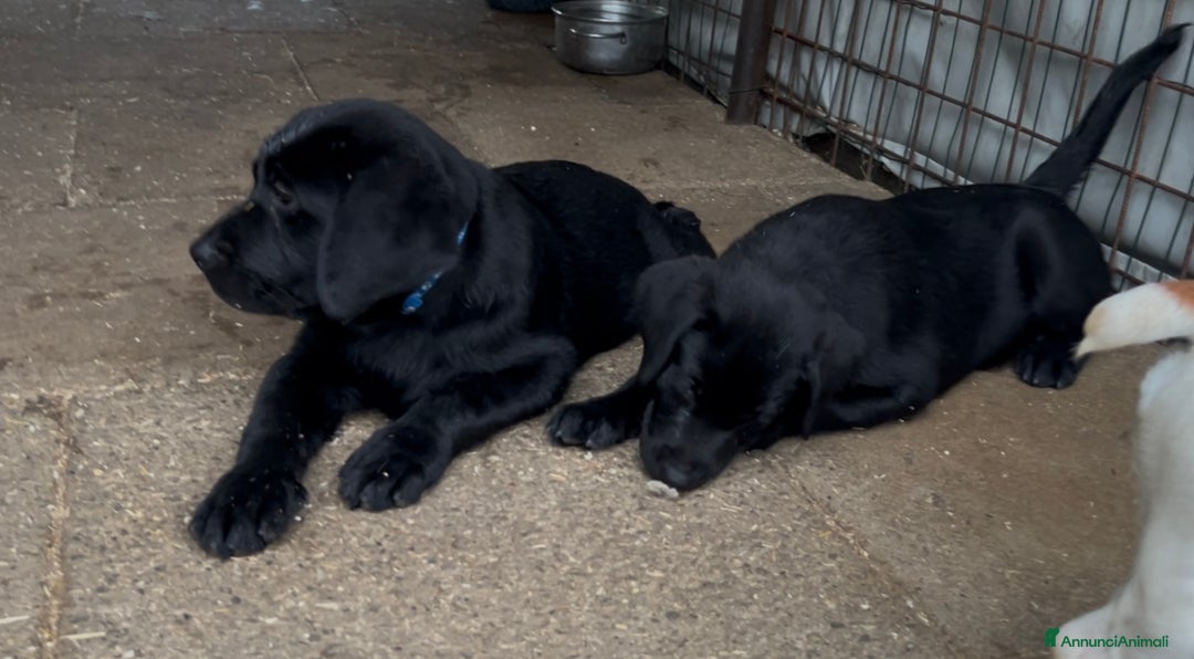 Labrador cani in vendita: Ultimi cuccioli di Labrador  a Provincia di Bergamo - Immagine 7