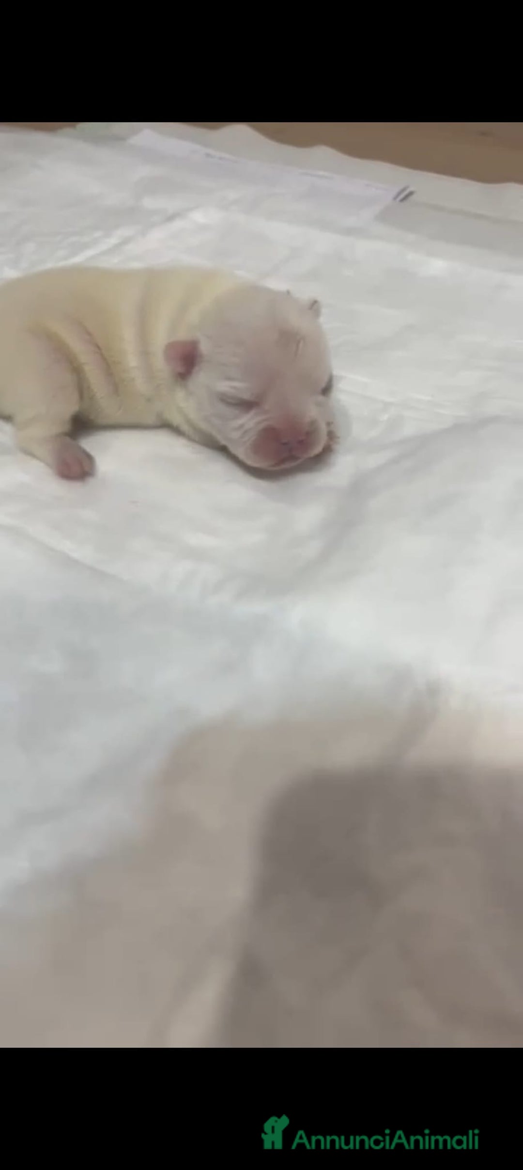 Bulldog Francese cani in vendita: Maschietti di bulldog francese  - Annuncio 1