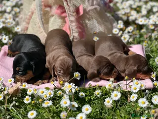 Bassotto cani Bassotti pedigree Enci - Annuncio 1