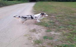 Australian Shepherd cani in vendita: Australian Shepherd a Provincia di Varese - Immagine 9