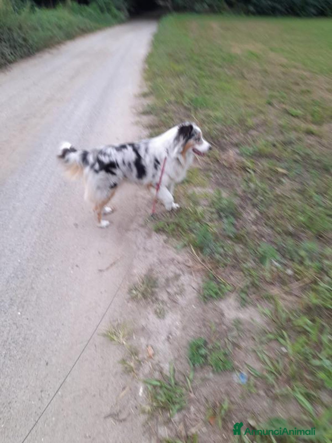 Australian Shepherd cani in vendita: Australian Shepherd a Provincia di Varese - Immagine 9