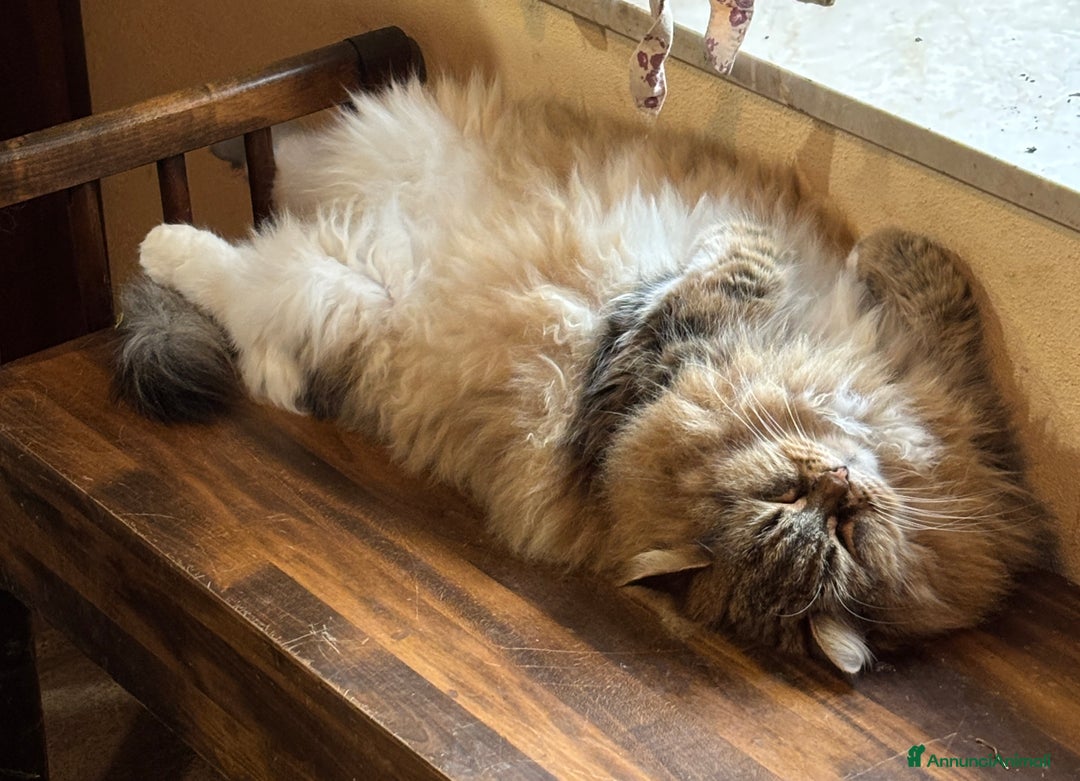 Immagine della galleria {{count}}