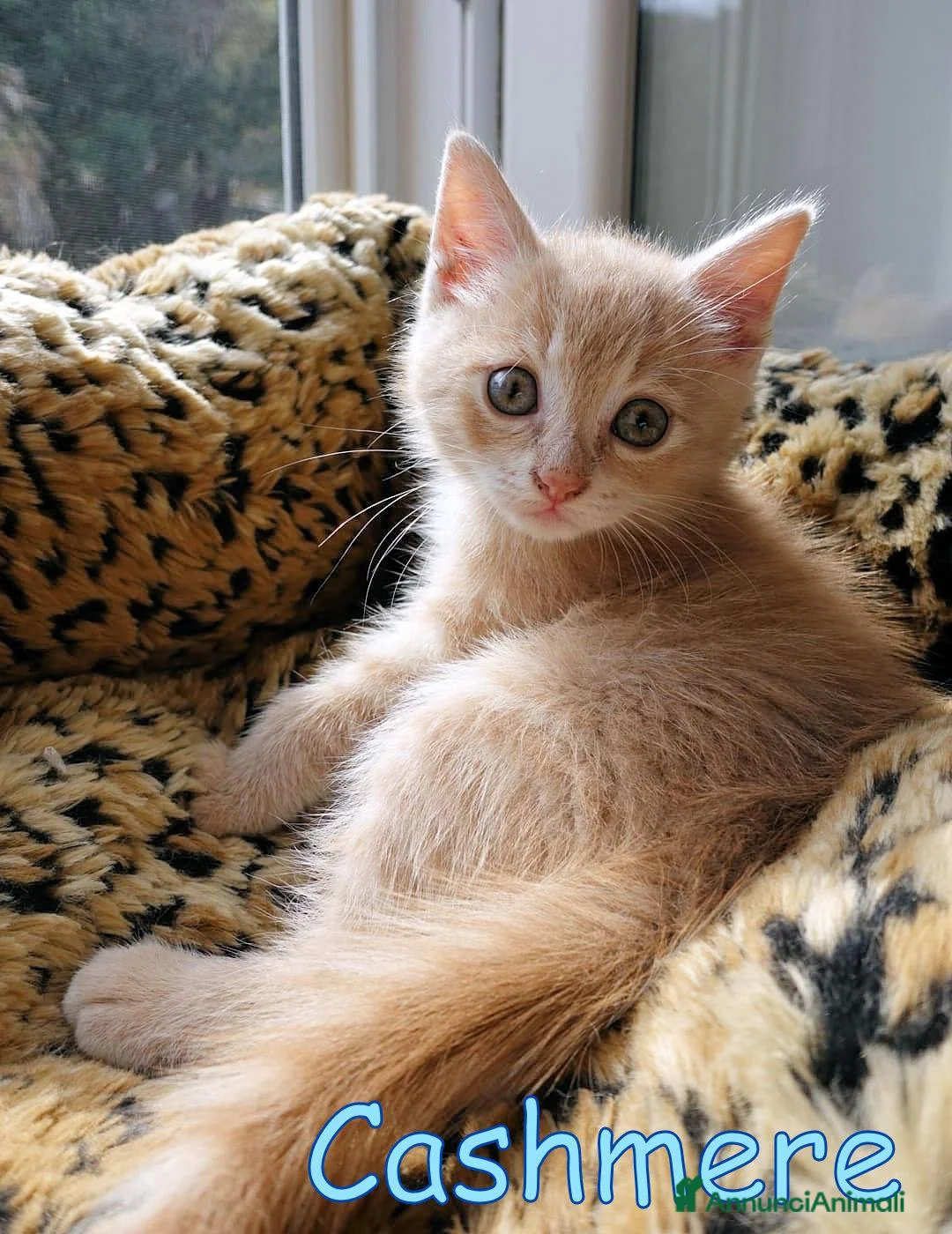 Europeo gatti in regalo: 🐾    GOLFINO E CASHMERE GATTINI DOLCISSIMI - Annuncio 5