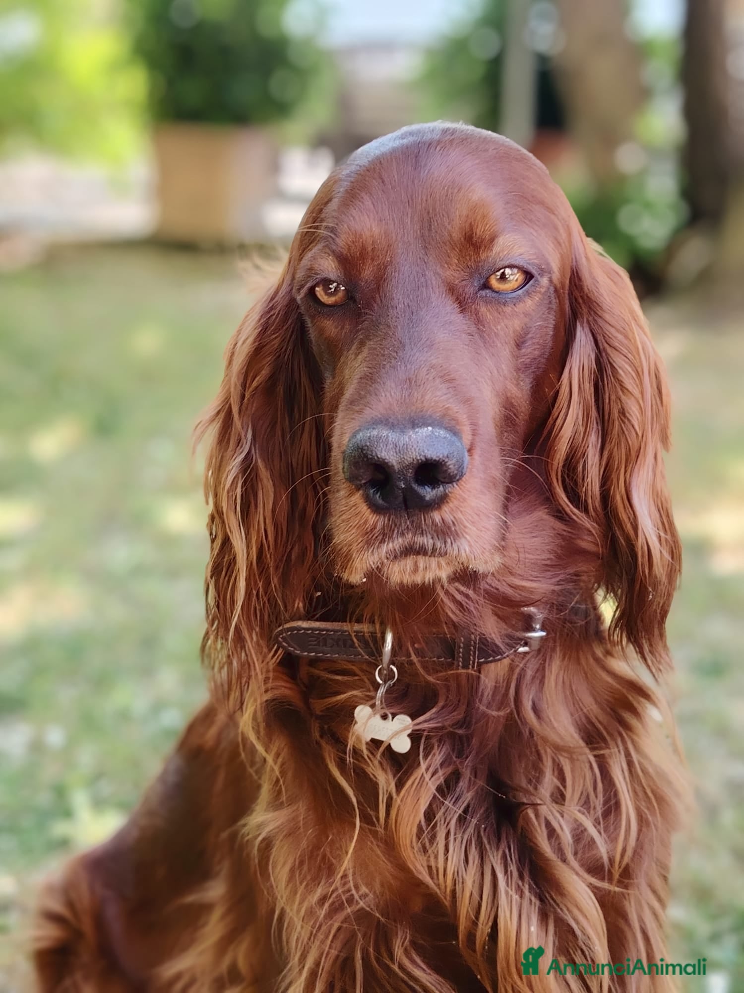Setter Irlandese cani Cucciolata Elsa e Liam - Annuncio 14