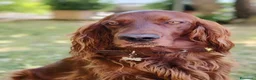 Setter Irlandese cani in vendita: Cucciolata Elsa e Liam a Provincia di Alessandria - Annuncio 1