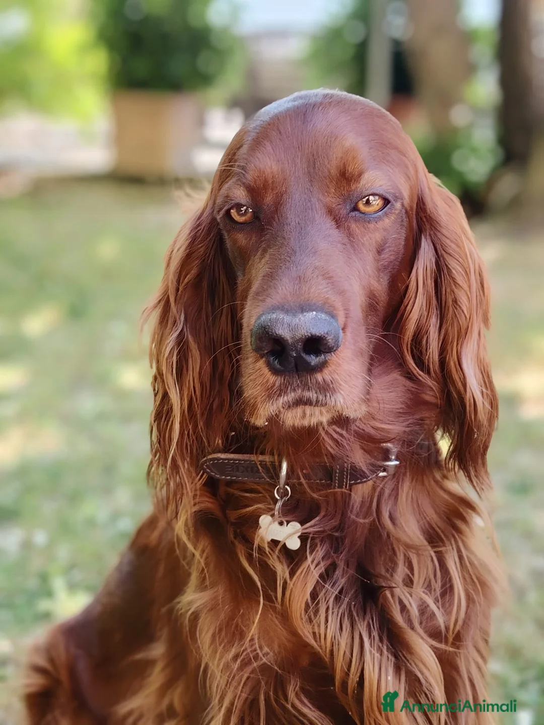 Setter Irlandese cani in vendita: Cucciolata Elsa e Liam a Provincia di Alessandria - Annuncio 1