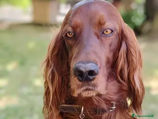 Setter Irlandese cani Cucciolata Elsa e Liam - Annuncio 14