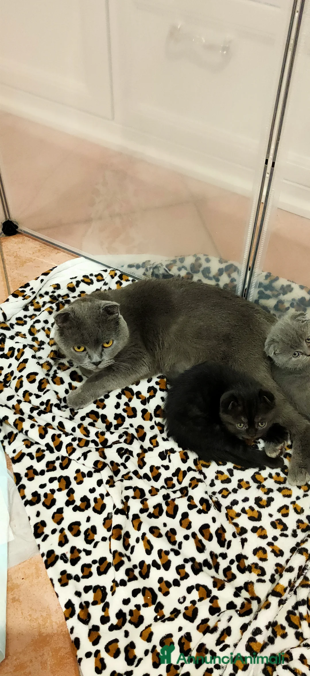Scottish gatti in vendita: Scottish fold  - Annuncio 2