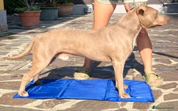 Pitbull cani per accoppiamento: monta pitbull silver red nose a Provincia di Cremona - Immagine 2