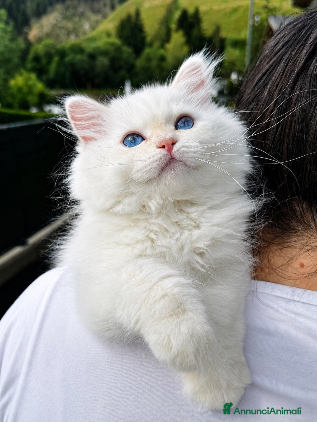 Siberiano gatti Gattino Siberiano con Pedigree Anfi  - Annuncio 6