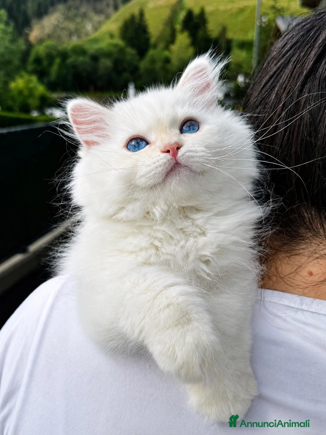 Siberiano gatti in vendita: Gattino Siberiano con Pedigree Anfi  - Annuncio 1