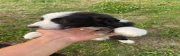 Border Collie cani in vendita: Meravigliosi cuccioli con pedigree - Annuncio 5