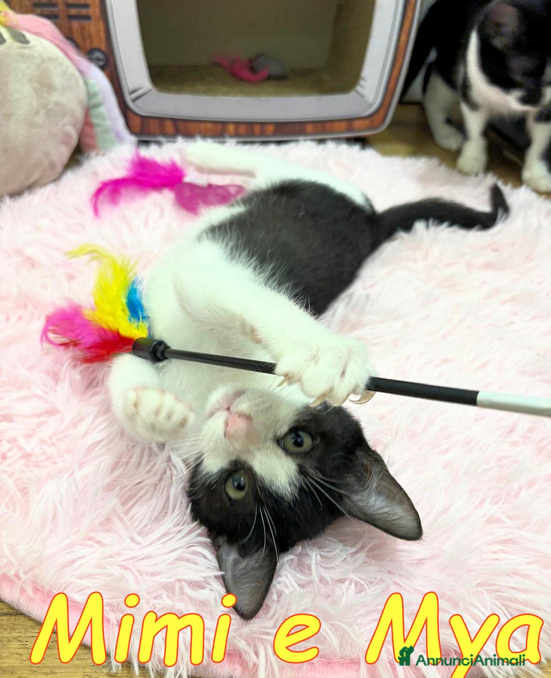 Europeo gatti in regalo: MIA E MIMI - Annuncio 6