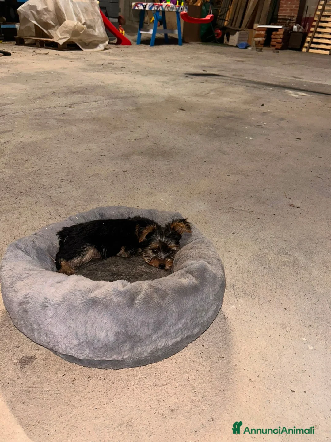 Yorkshire cani in vendita: Cuccioli di Yorkshire  a Provincia di Cuneo - Annuncio 5
