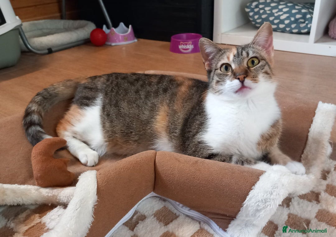 Europeo gatti in regalo: Karina, splendida micia in adozione! - Annuncio 4