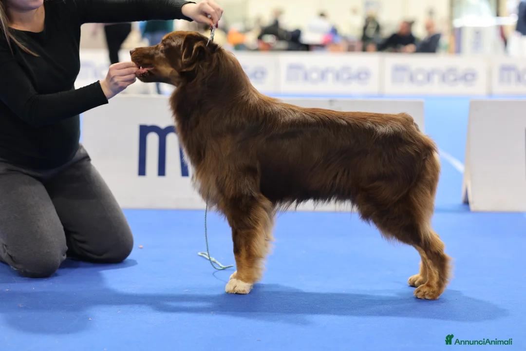 Australian Shepherd cani in vendita: Maschio di pastore australiano  - Annuncio 3