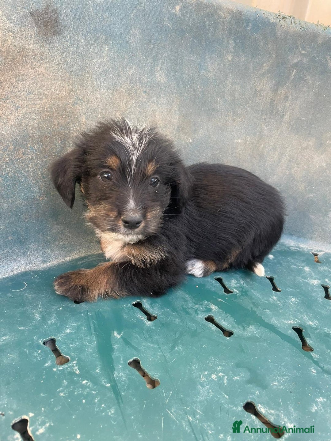 Meticcio cani in regalo: SOS SOS DIAMANTE - Annuncio 5